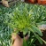 大金鸡菊