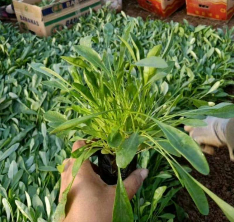 大金鸡菊