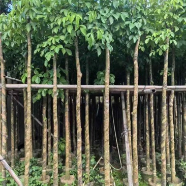 秋枫3-15分，各种规格，大量低价出售