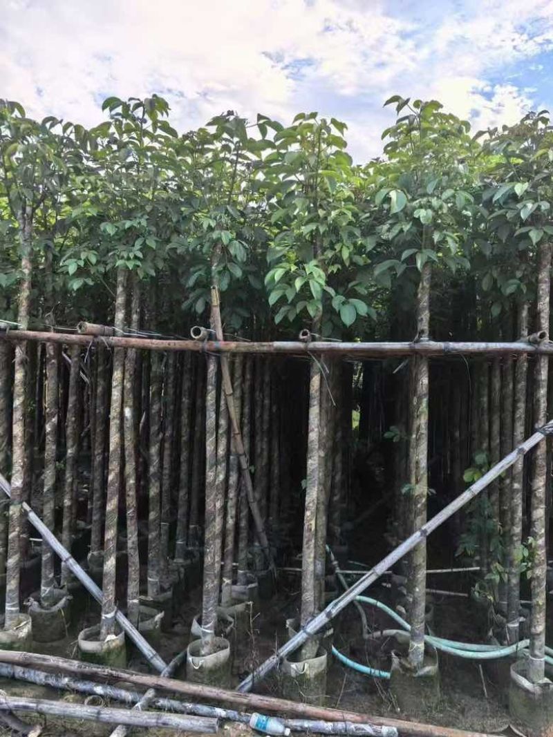 秋枫3-15分，各种规格，大量低价出售
