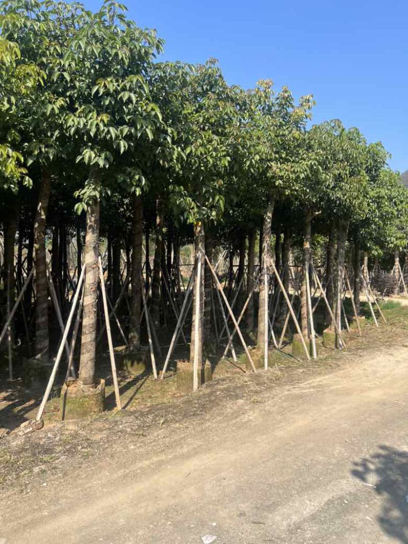 秋枫3-15分，各种规格，大量低价出售