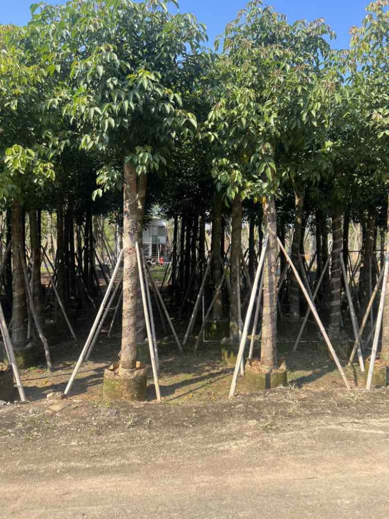 秋枫3-15分，各种规格，大量低价出售