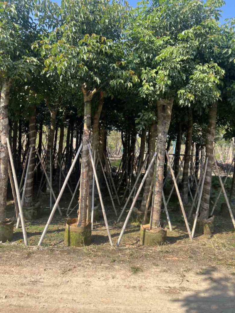 秋枫3-15分，各种规格，大量低价出售