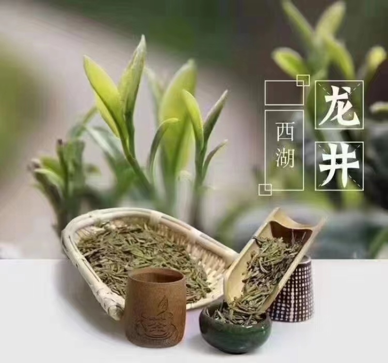 首批正宗西湖龙井茶（龙井43）