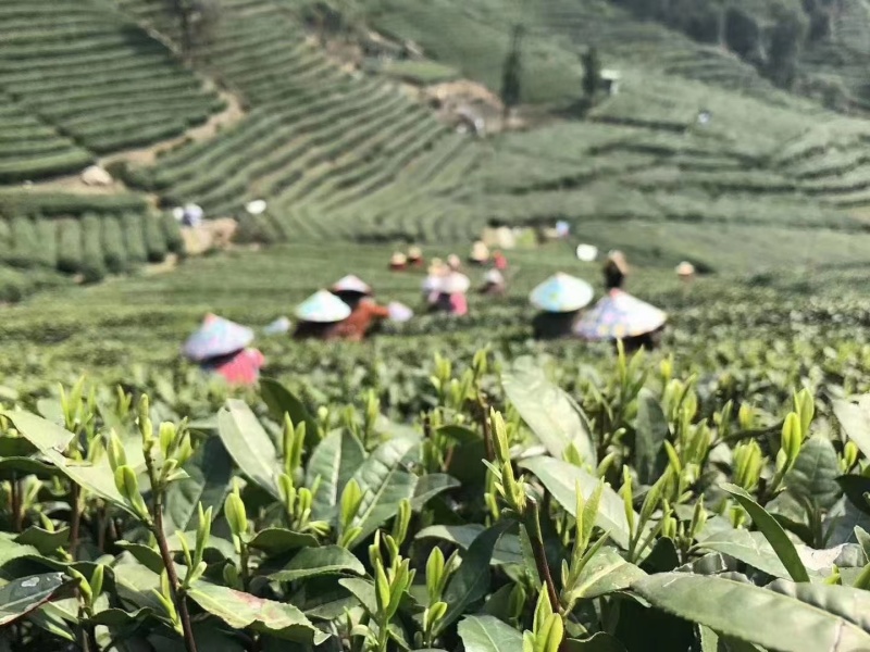 首批正宗西湖龙井茶（龙井43）