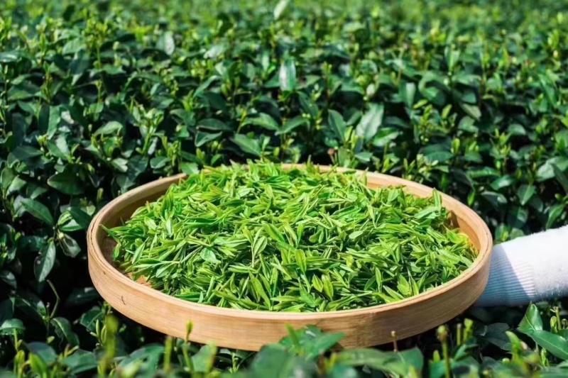首批正宗西湖龙井茶（龙井43）