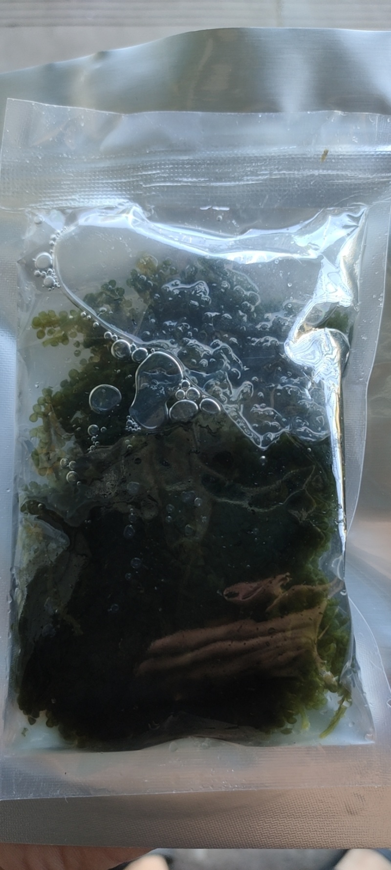 海葡萄
