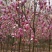 玉兰花树60公分以上