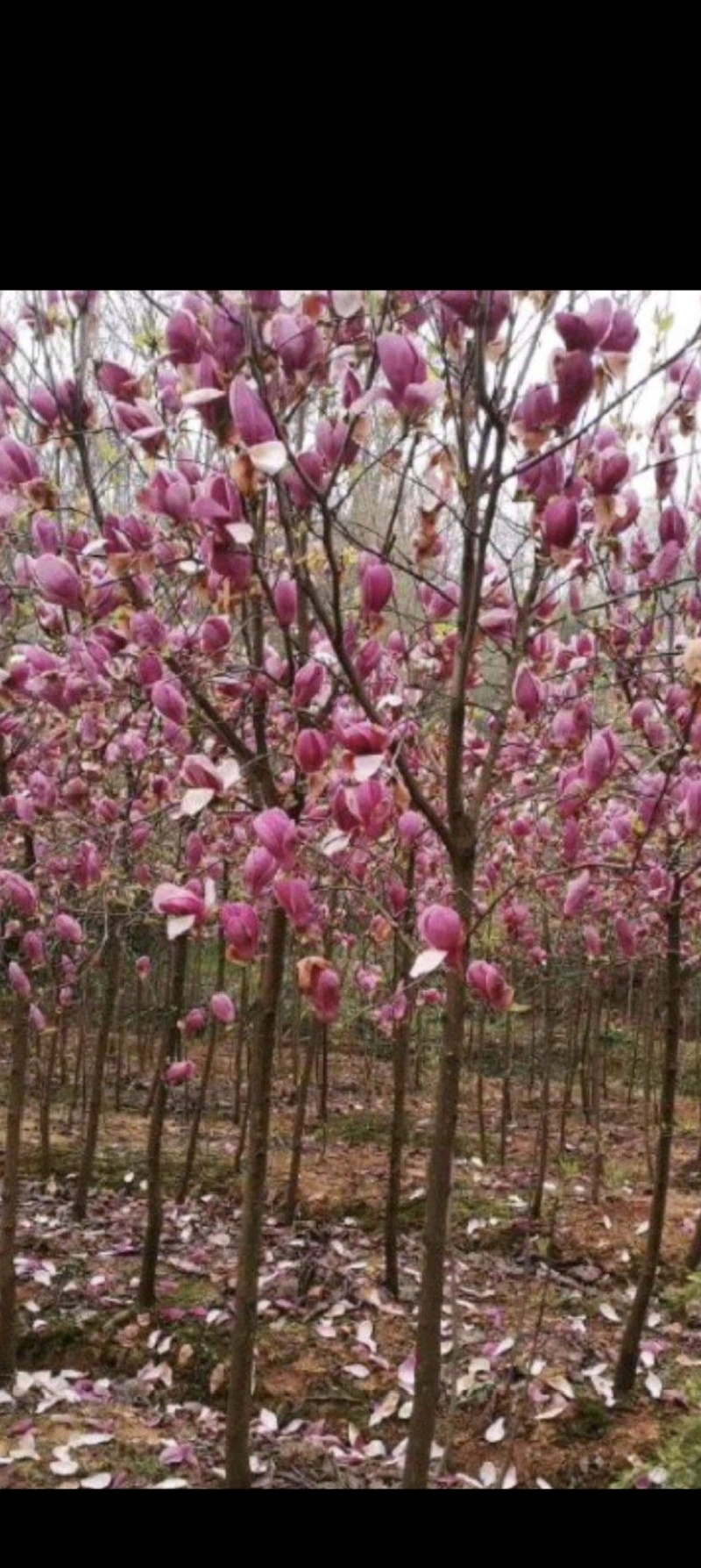 玉兰花树60公分以上
