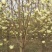 玉兰花树60公分以上