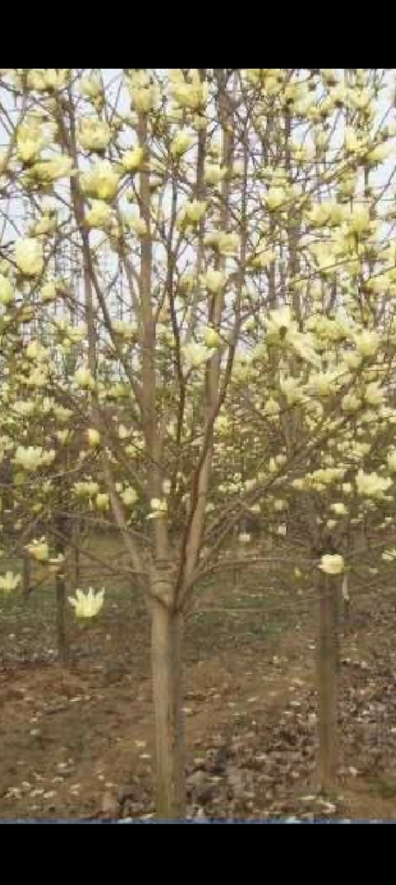 玉兰花树60公分以上