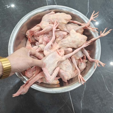 精品乳鸽