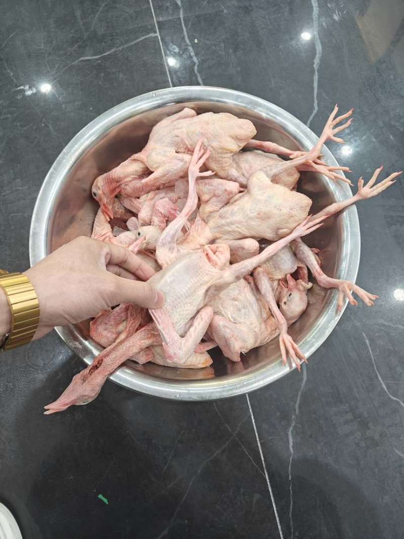 精品乳鸽