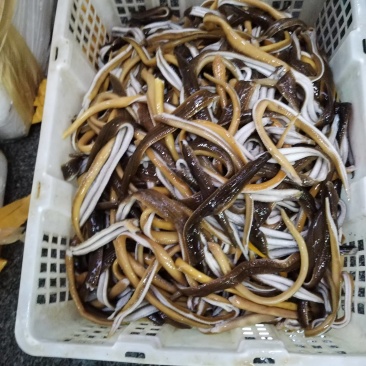 每天早上鲜划鳝丝，保质保量，量大从优！10斤以上，本地配