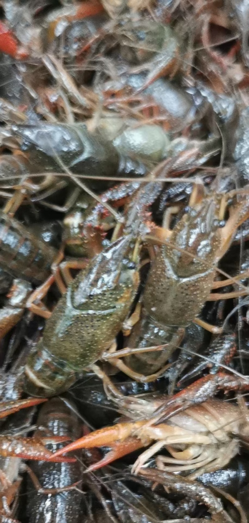 小龙虾批发