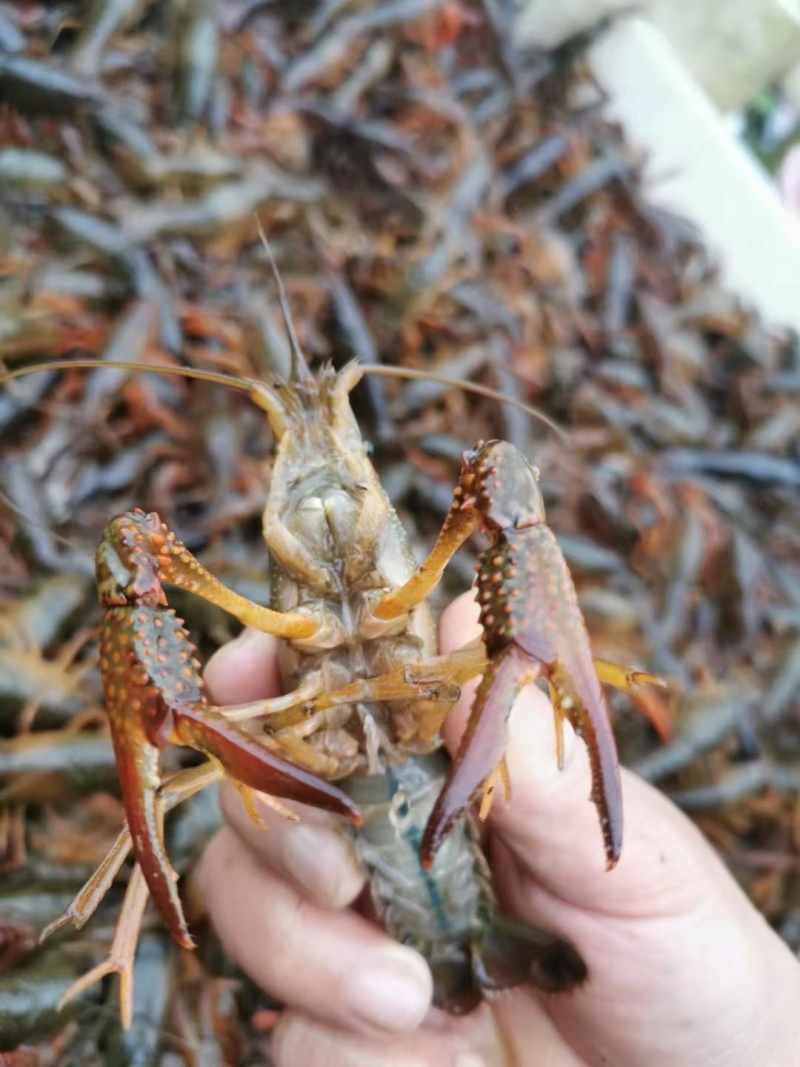 小龙虾批发