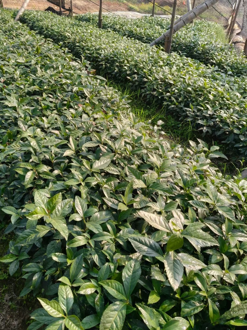 草珊瑚苗