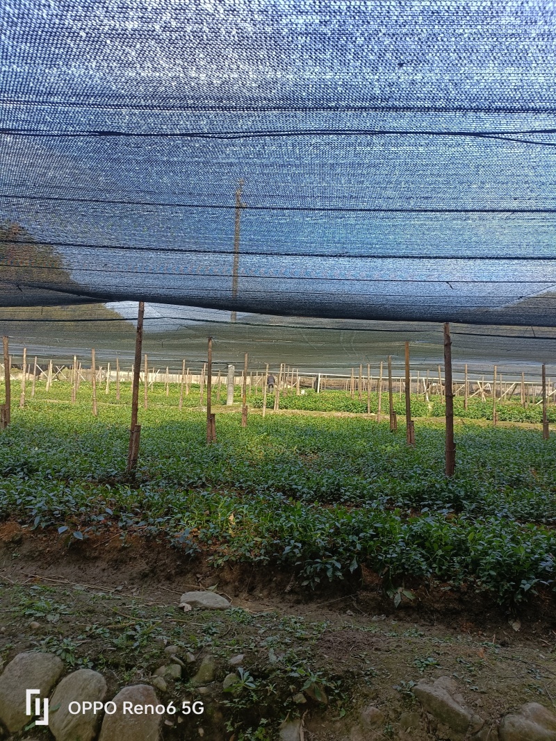 草珊瑚苗