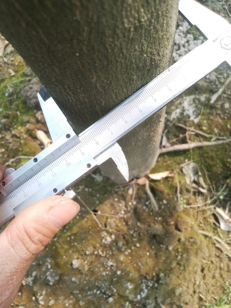 香泡树