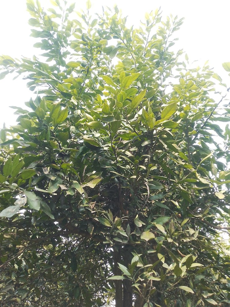 香泡树