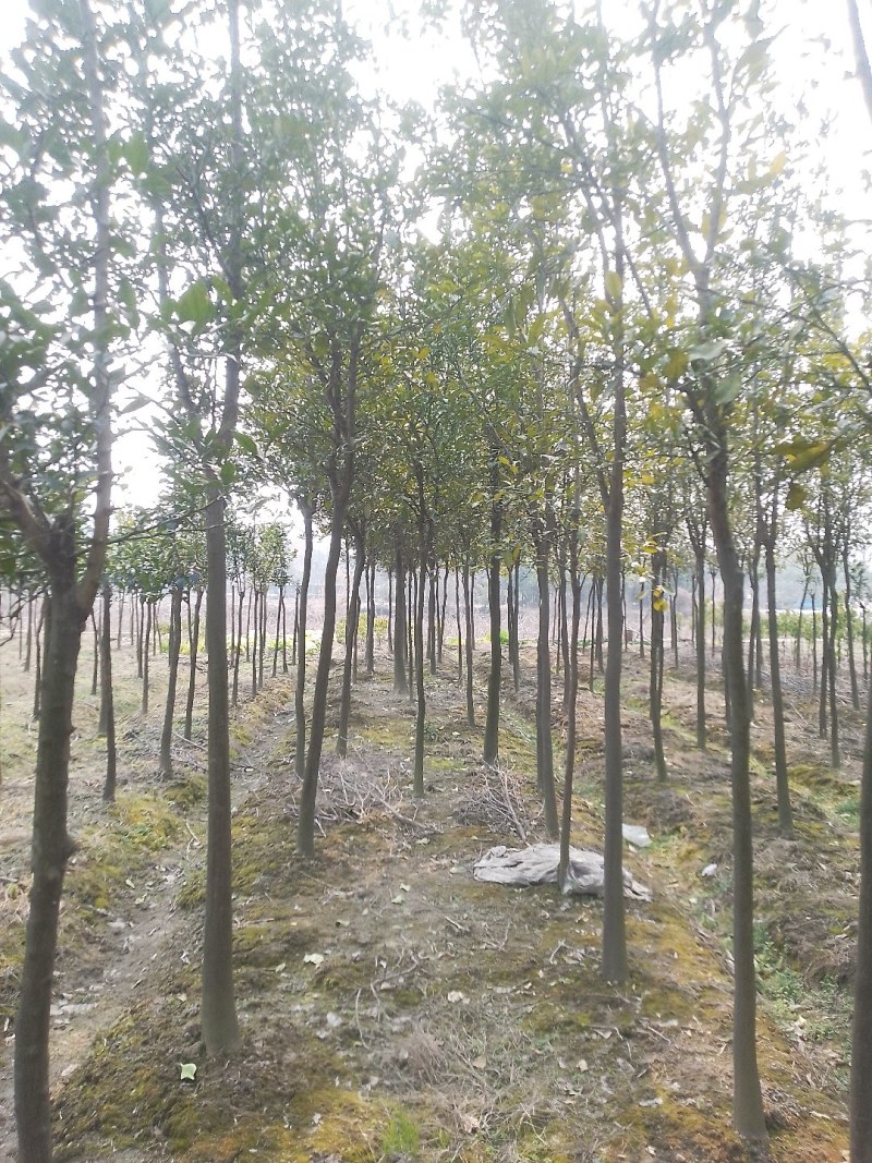 香泡树