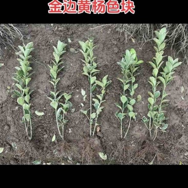 金边黄杨