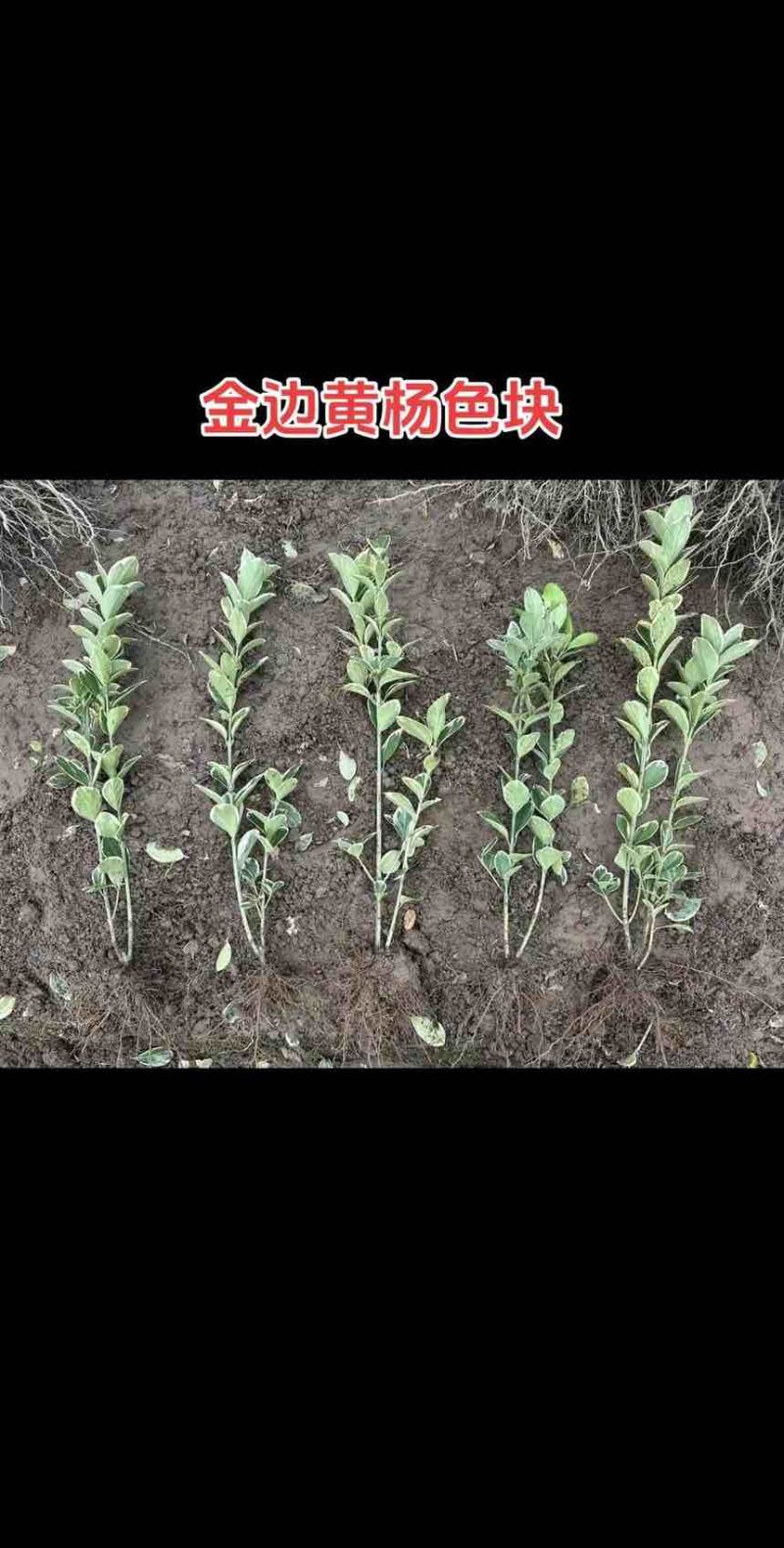 金边黄杨