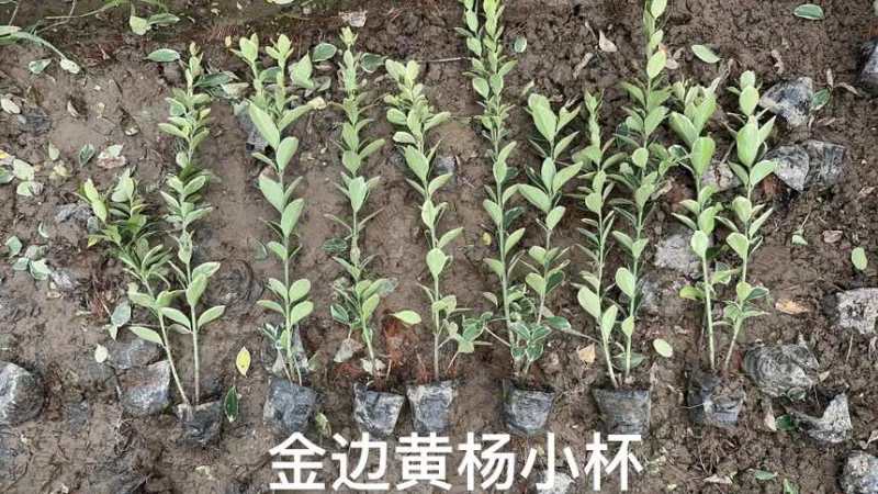 金边黄杨