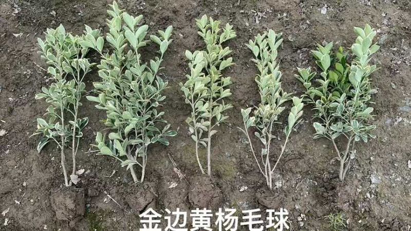 金边黄杨