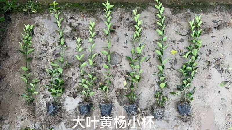 大叶黄杨杯苗毛球色块
