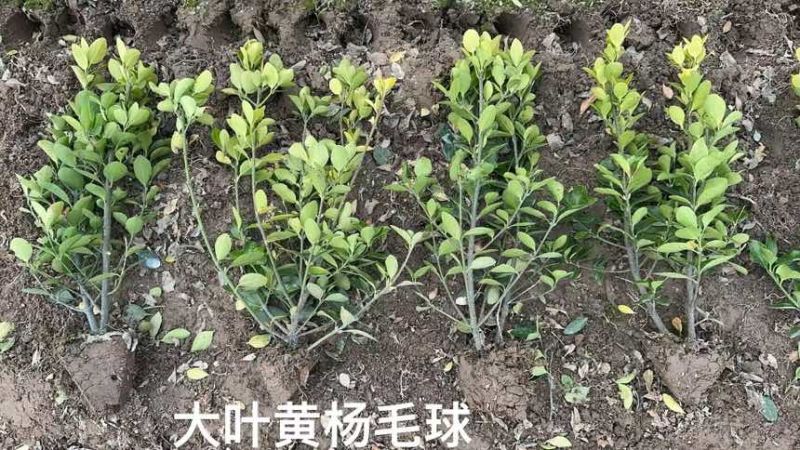 大叶黄杨杯苗毛球色块
