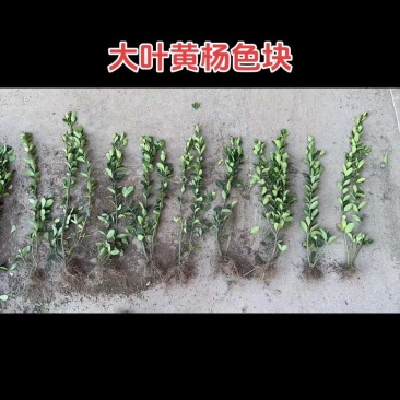 大叶黄杨杯苗毛球色块