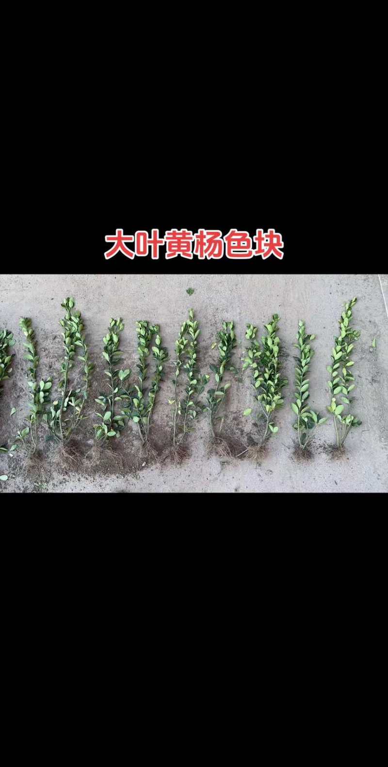 大叶黄杨杯苗毛球色块