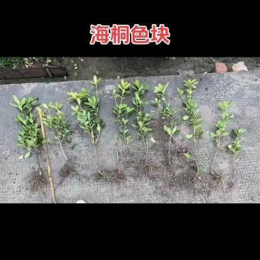 海桐杯苗毛球色块