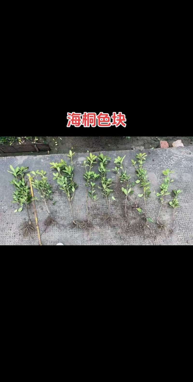 海桐杯苗毛球色块