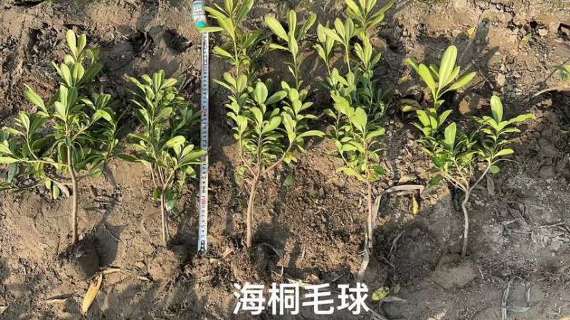 海桐杯苗毛球色块