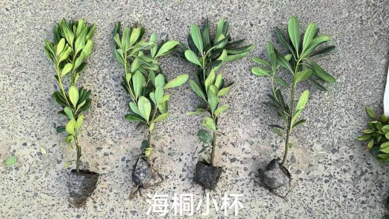 海桐杯苗毛球色块