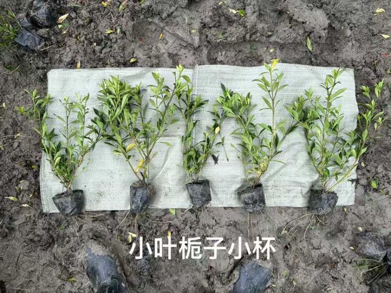 小叶栀子杯苗色块