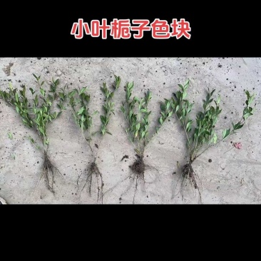小叶栀子杯苗色块