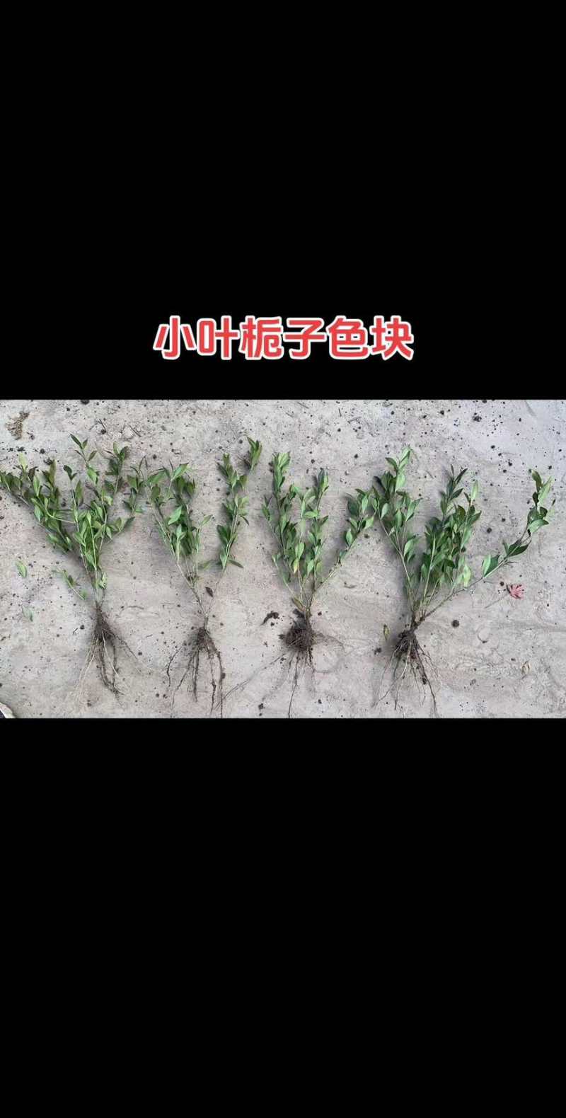 小叶栀子杯苗色块