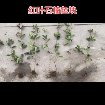 红叶石楠杯苗色块