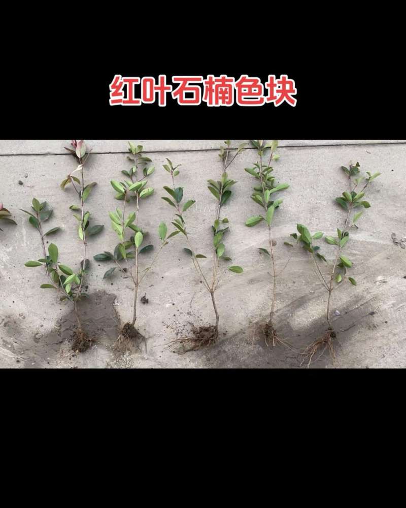 红叶石楠杯苗色块