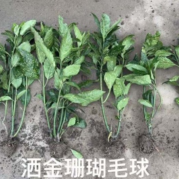 洒金珊瑚杯苗毛球