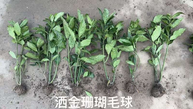 洒金珊瑚杯苗毛球