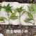 洒金珊瑚杯苗毛球