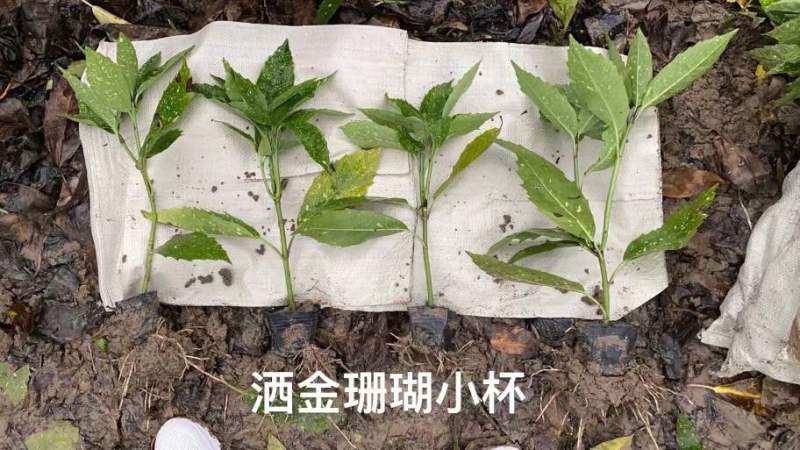 洒金珊瑚杯苗毛球