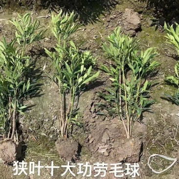狭叶十大功劳毛球