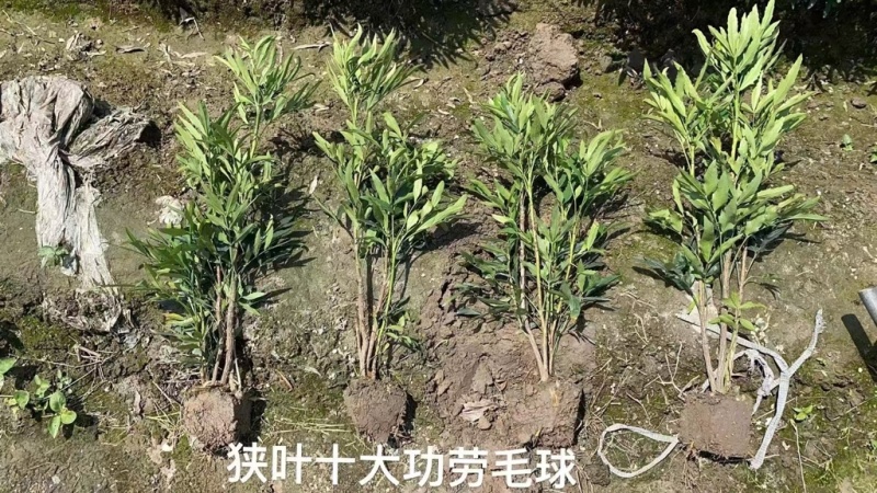 狭叶十大功劳毛球