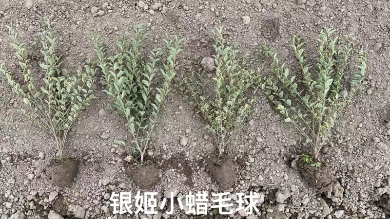 银姬小腊毛球