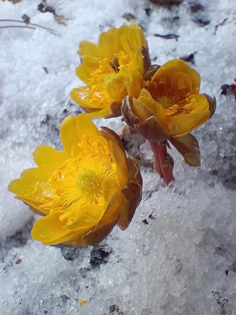 黑龙江山区冰凌花